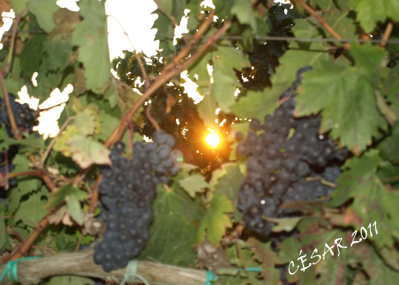 La Rioja Alta